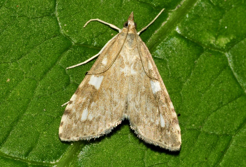 Crambidae - Udea olivalis